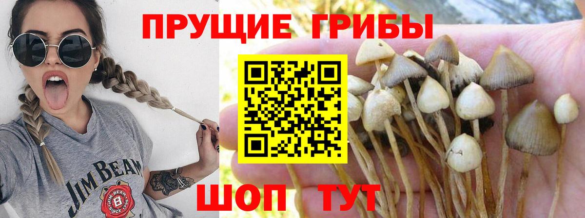 Галлюциногенные грибы Psilocybe  Вход с VPN  цена   Галлюциногенные грибы прущие грибы  Бузулук 
